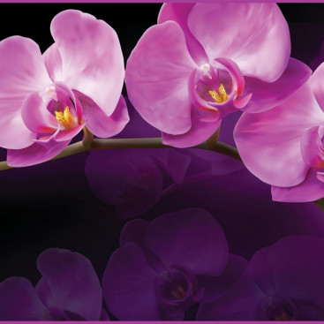 Зеркальная орхидея
